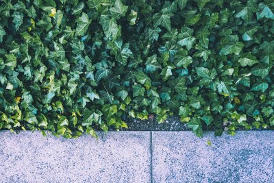 English Ivy